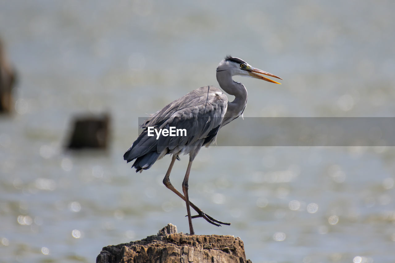 Bird perching on tree stump in lake