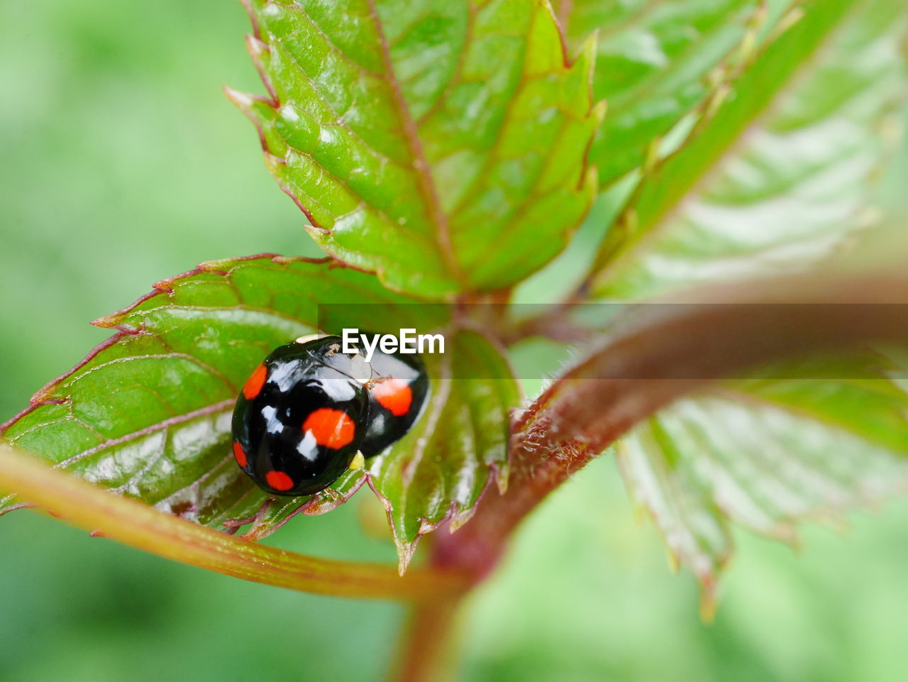 LADYBUG ON LEAF