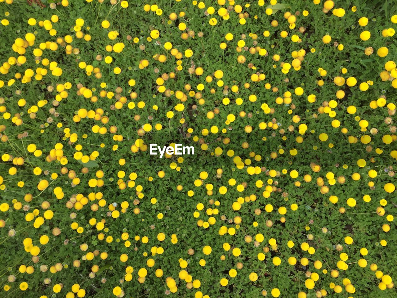 CLOSE-UP OF YELLOW FLOWERS BLOOMING