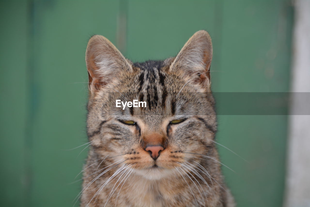 Close-up of a cat with closed eyes