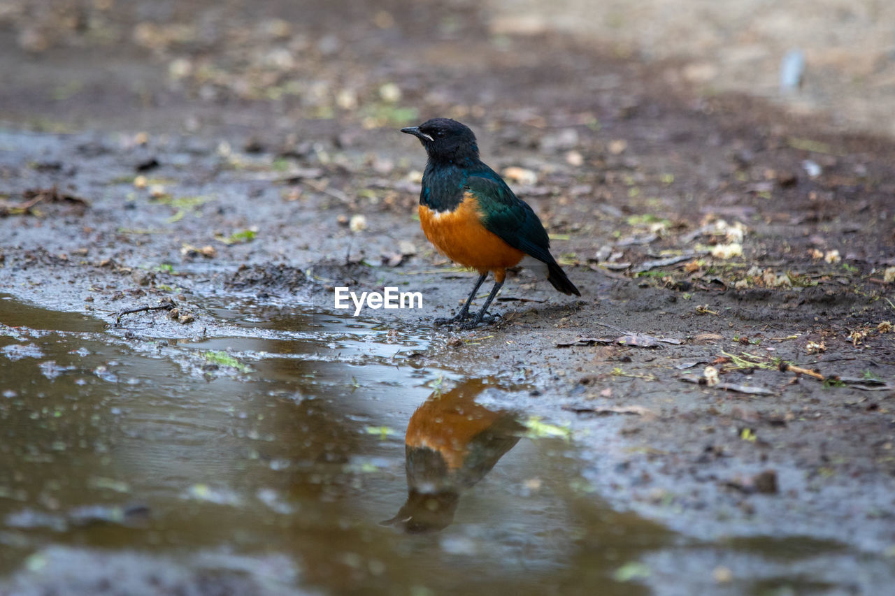 BIRD ON LAND