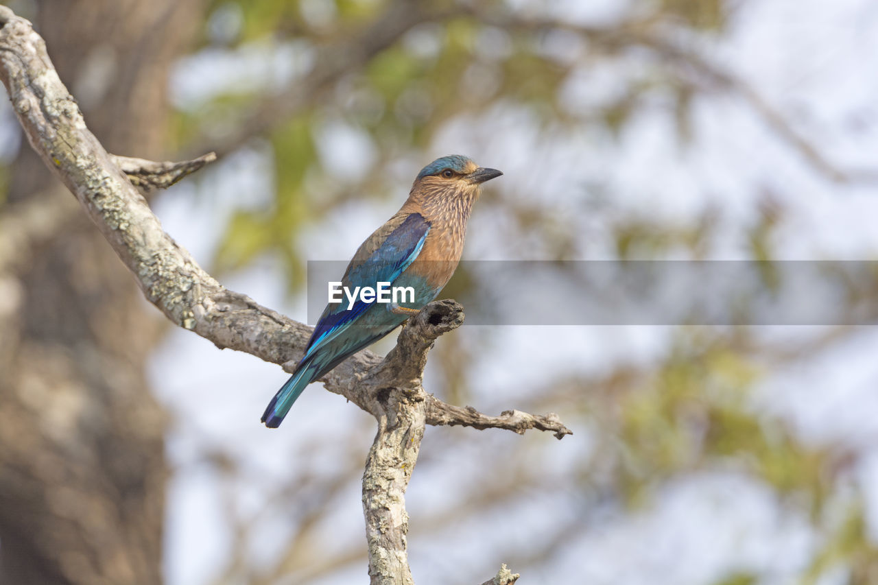 Colorful indian roller in a tree in nagarhole national park in india