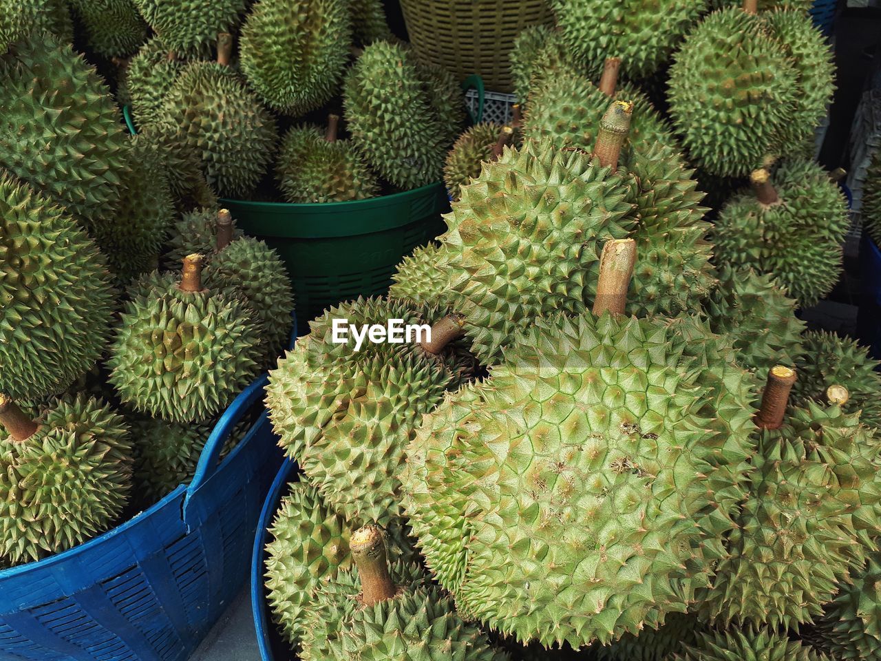 HIGH ANGLE VIEW OF CACTUS PLANT