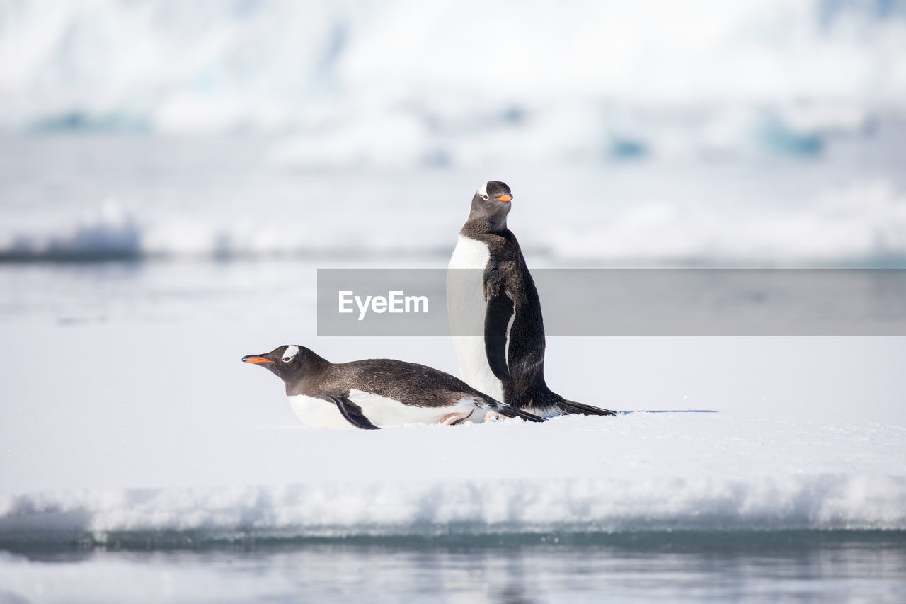 Penguins perching on frozen sea