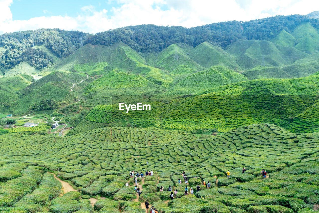 HIGH ANGLE VIEW OF RICE PADDY