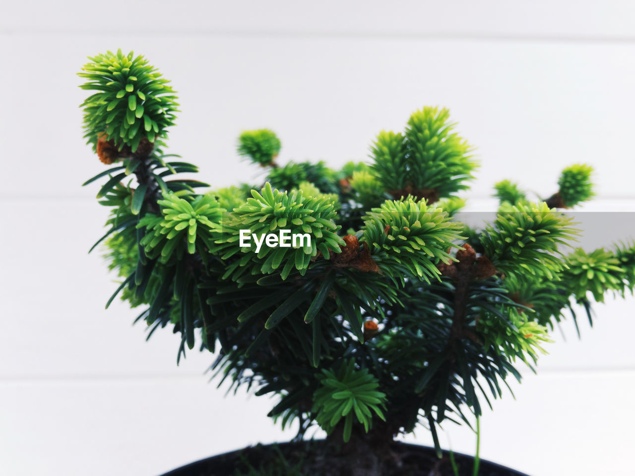 CLOSE-UP OF POTTED PLANTS