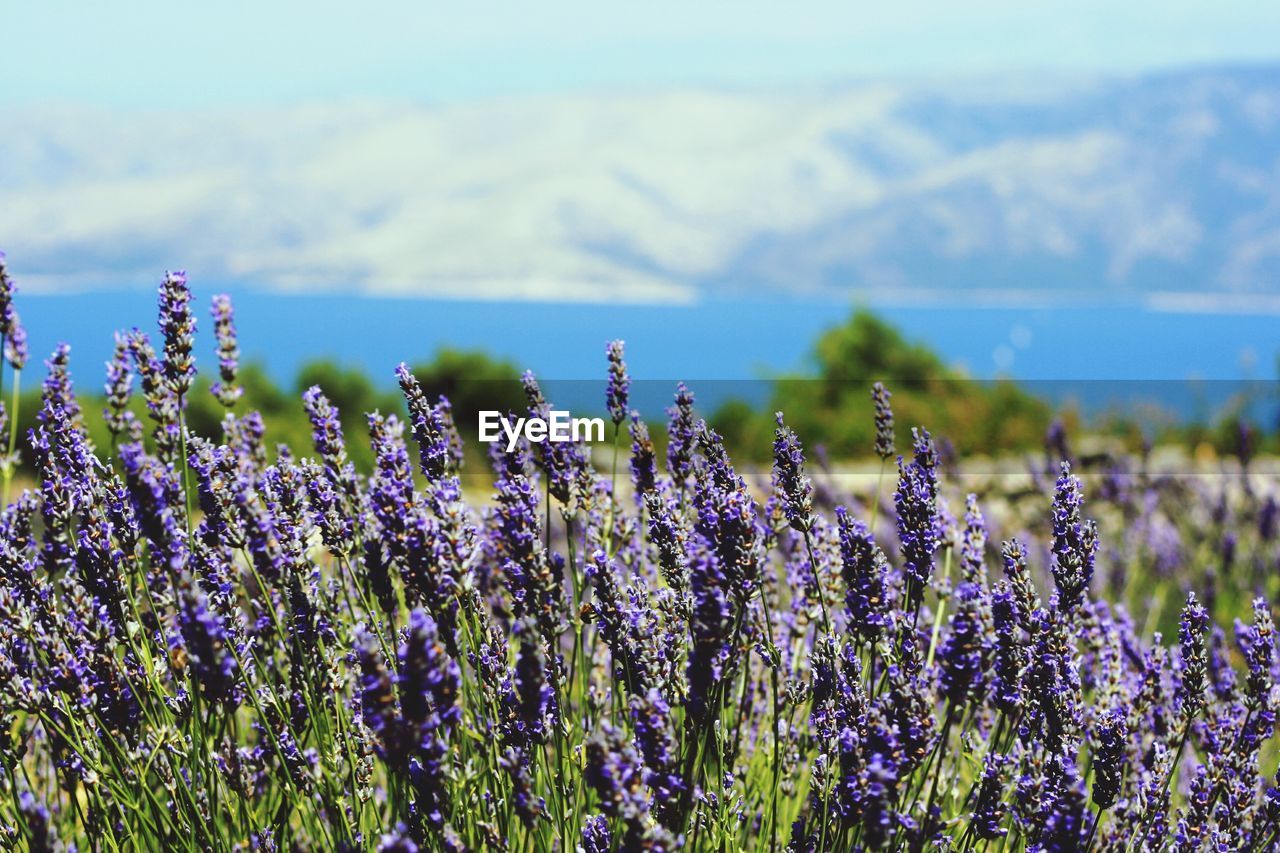 Close-up of lavender plants on field against sky