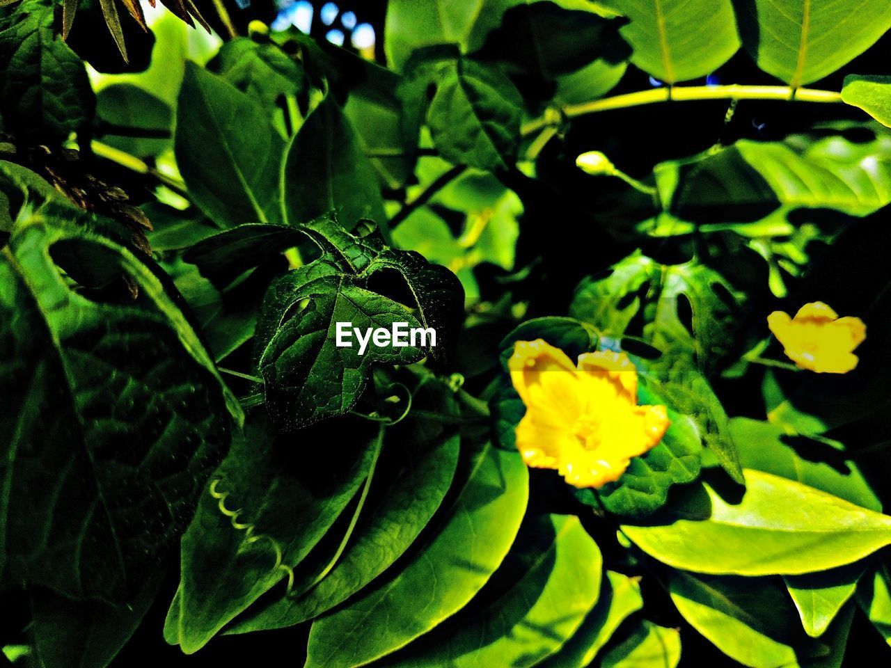 CLOSE-UP OF YELLOW FLOWERING PLANTS LEAVES