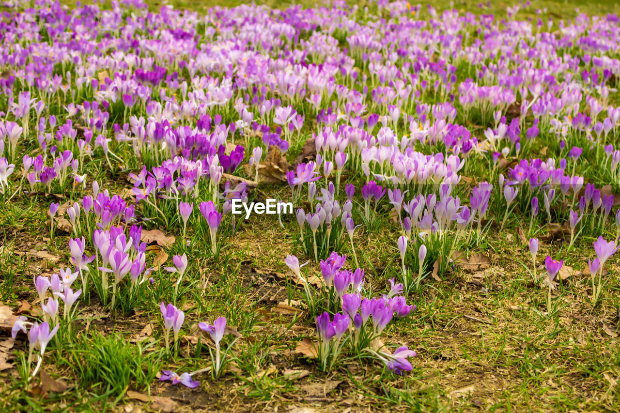 PURPLE CROCUS FLOWERS ON FIELD