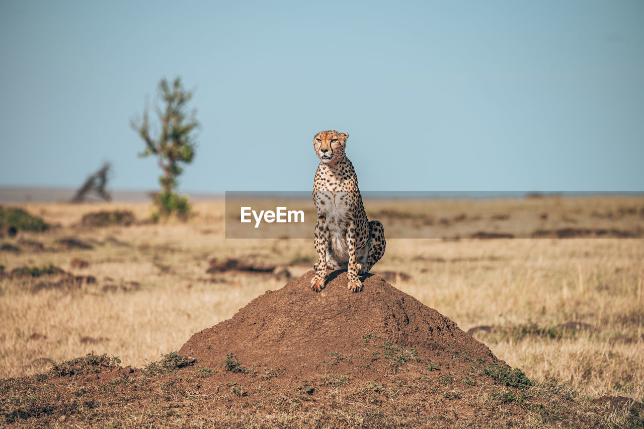 VIEW OF A REPTILE ON LAND