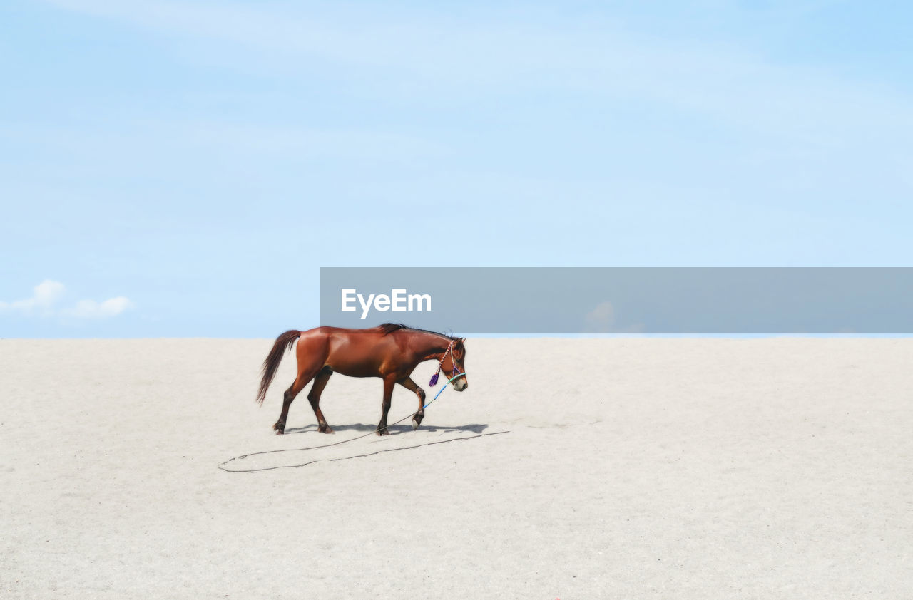 Side view of horse walking at beach against sky