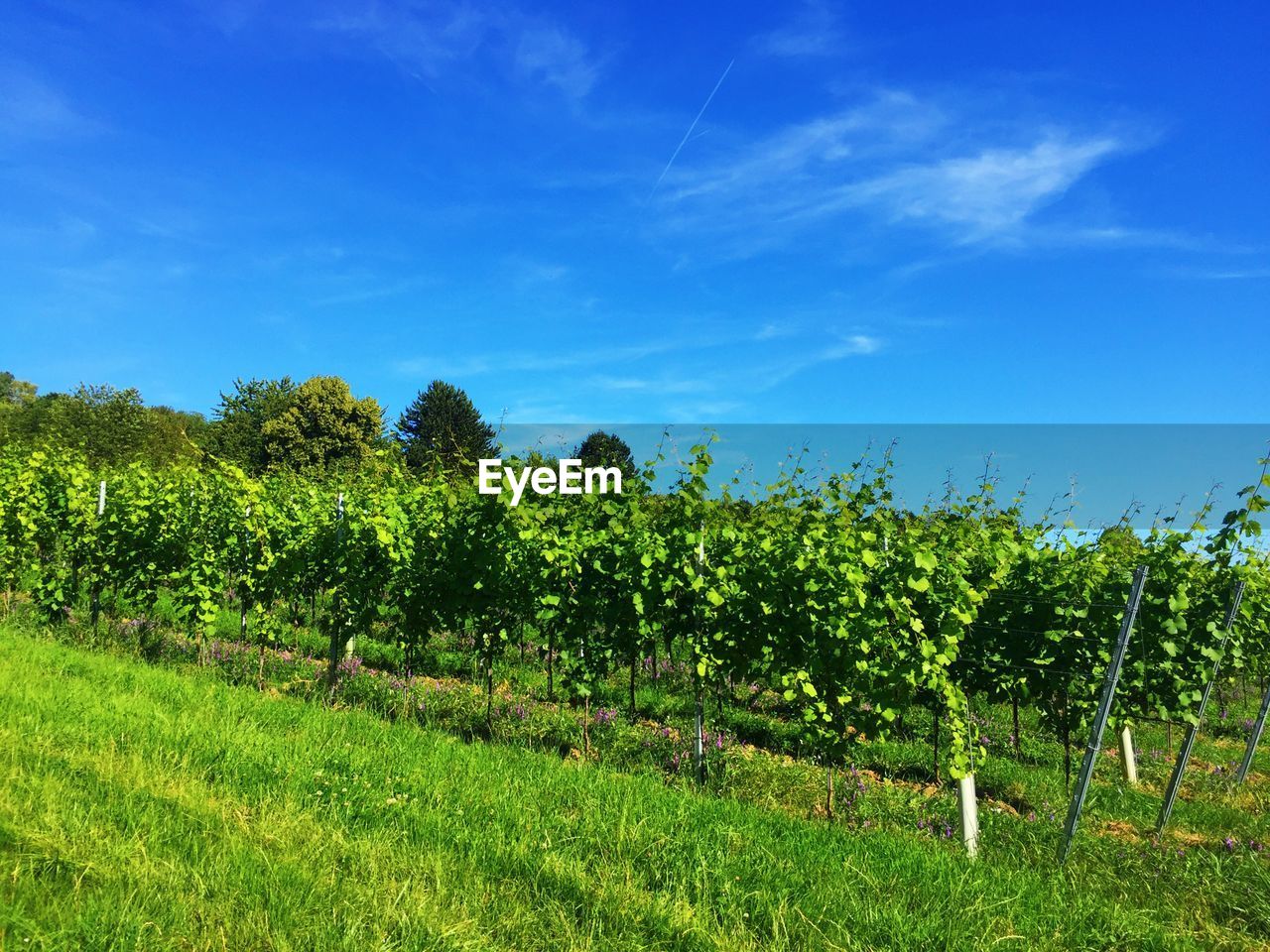 Scenic view of agricultural field against sky