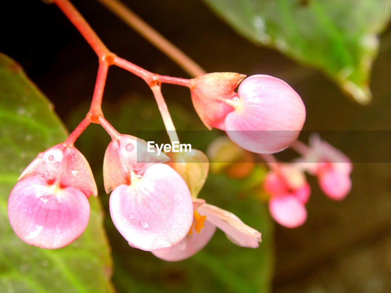 CLOSE-UP OF PINK FLOWERS ON PLANT