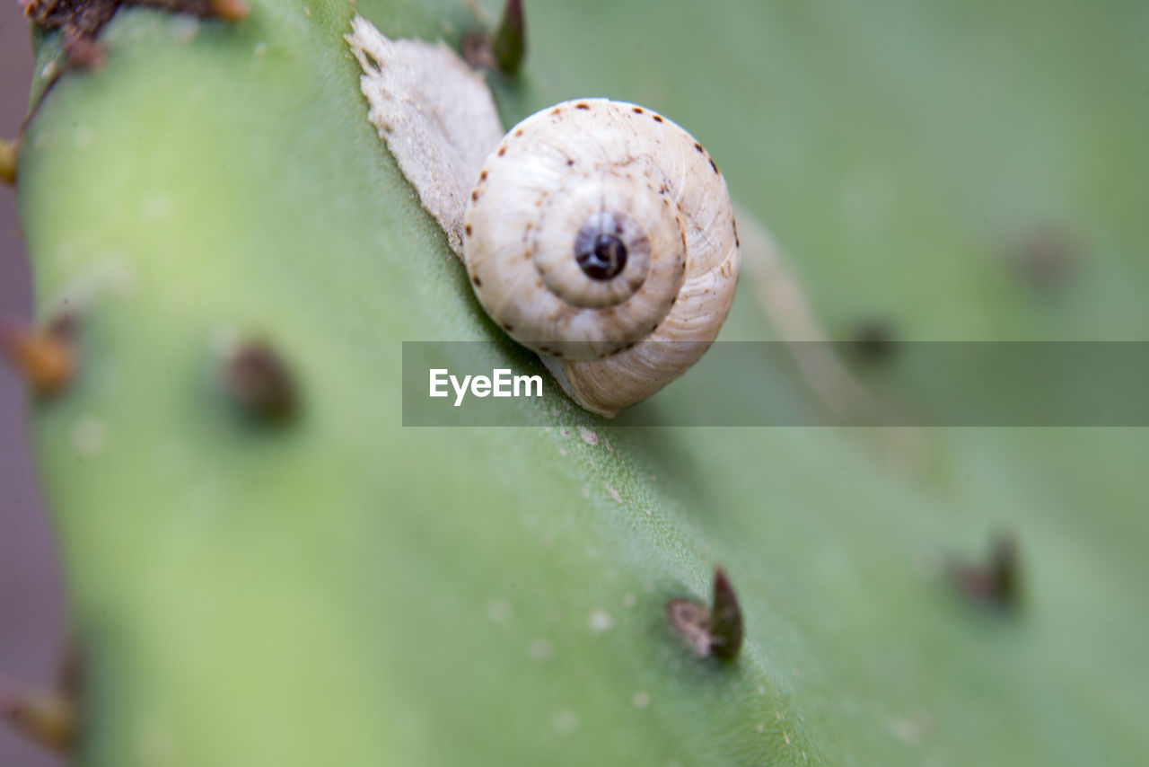 Close-up of snail on cactus