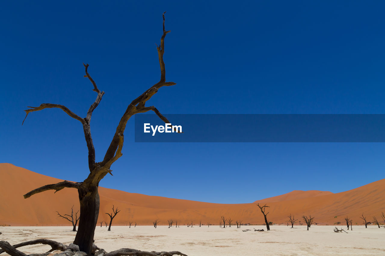 Bare trees on desert against clear blue sky