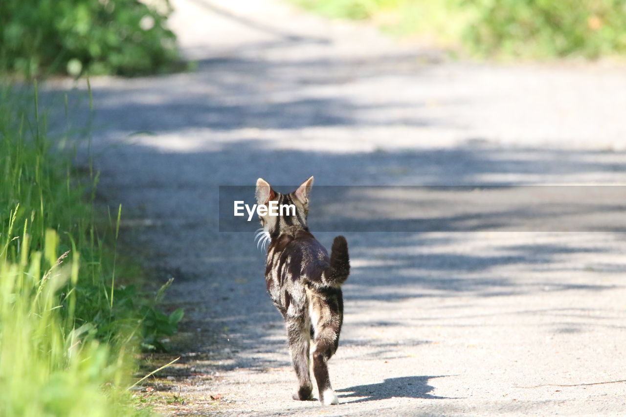 Wild cat running away