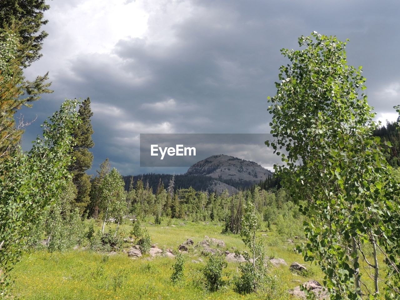 SCENIC VIEW OF FOREST AND MOUNTAINS AGAINST SKY