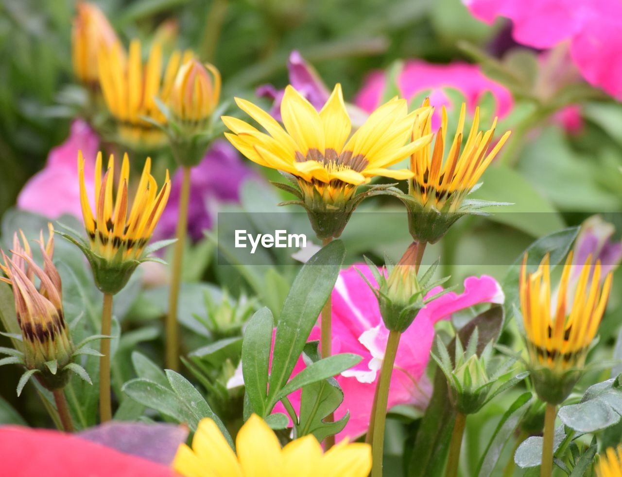 Close-up of yellow flowers blooming outdoors