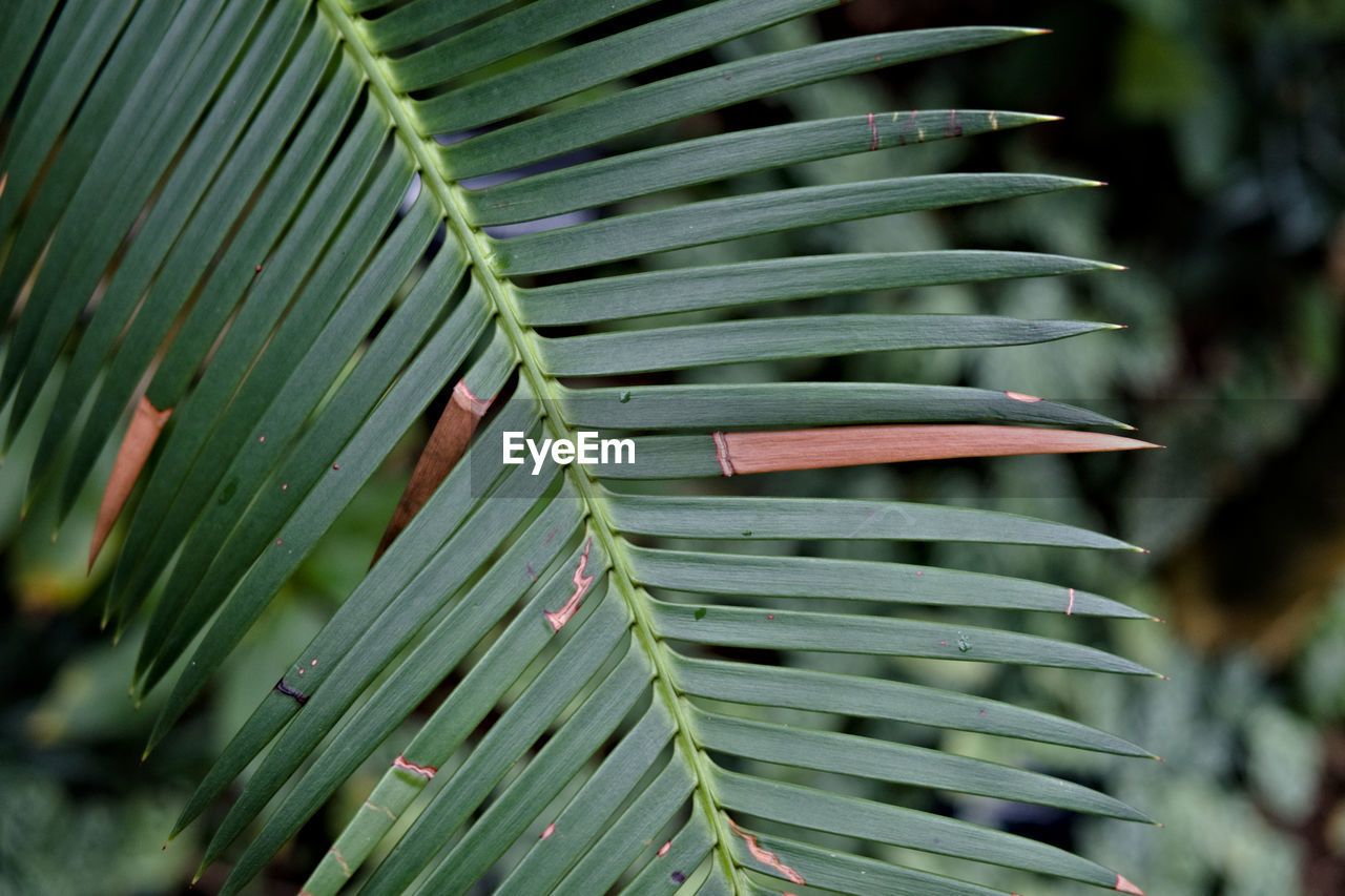 Close-up of fresh green leaves