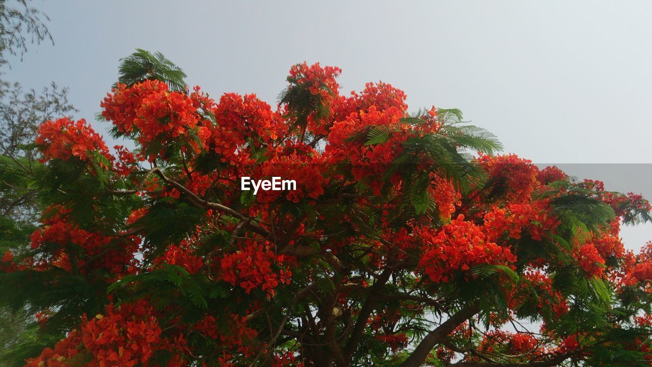 LOW ANGLE VIEW OF FLOWERING PLANTS AGAINST SKY