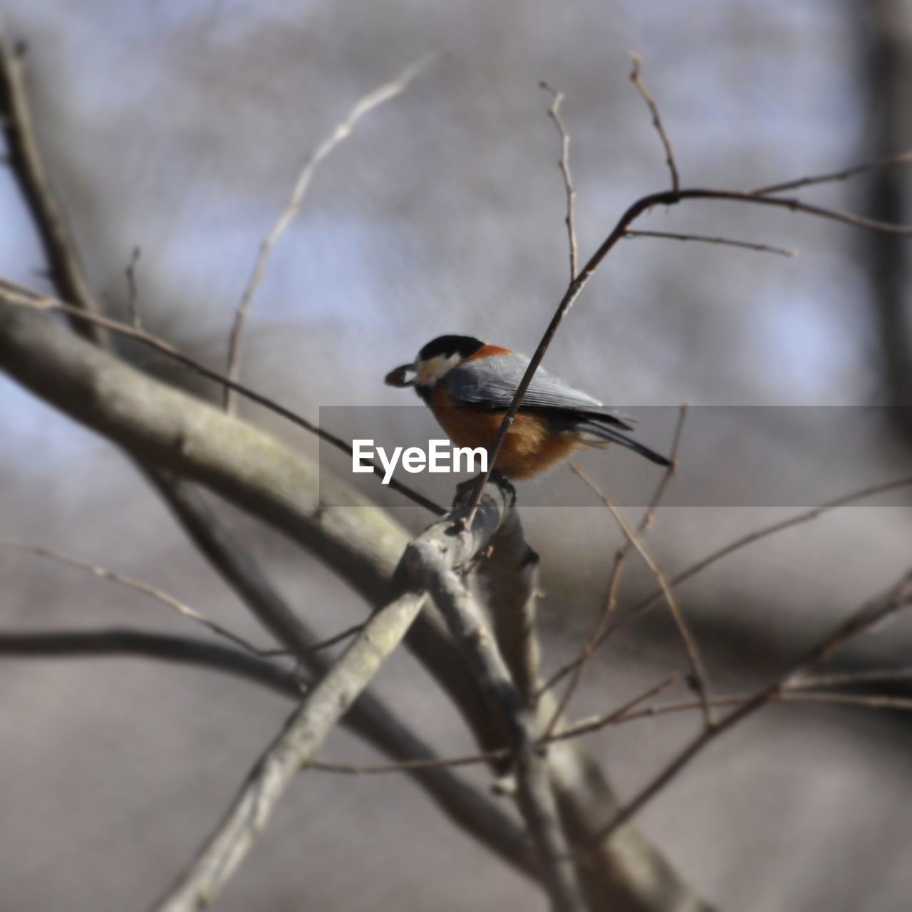 Close-up of bird perching on branch