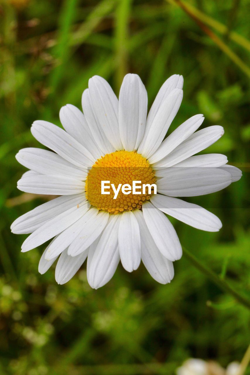 CLOSE-UP OF WHITE FLOWER BLOOMING