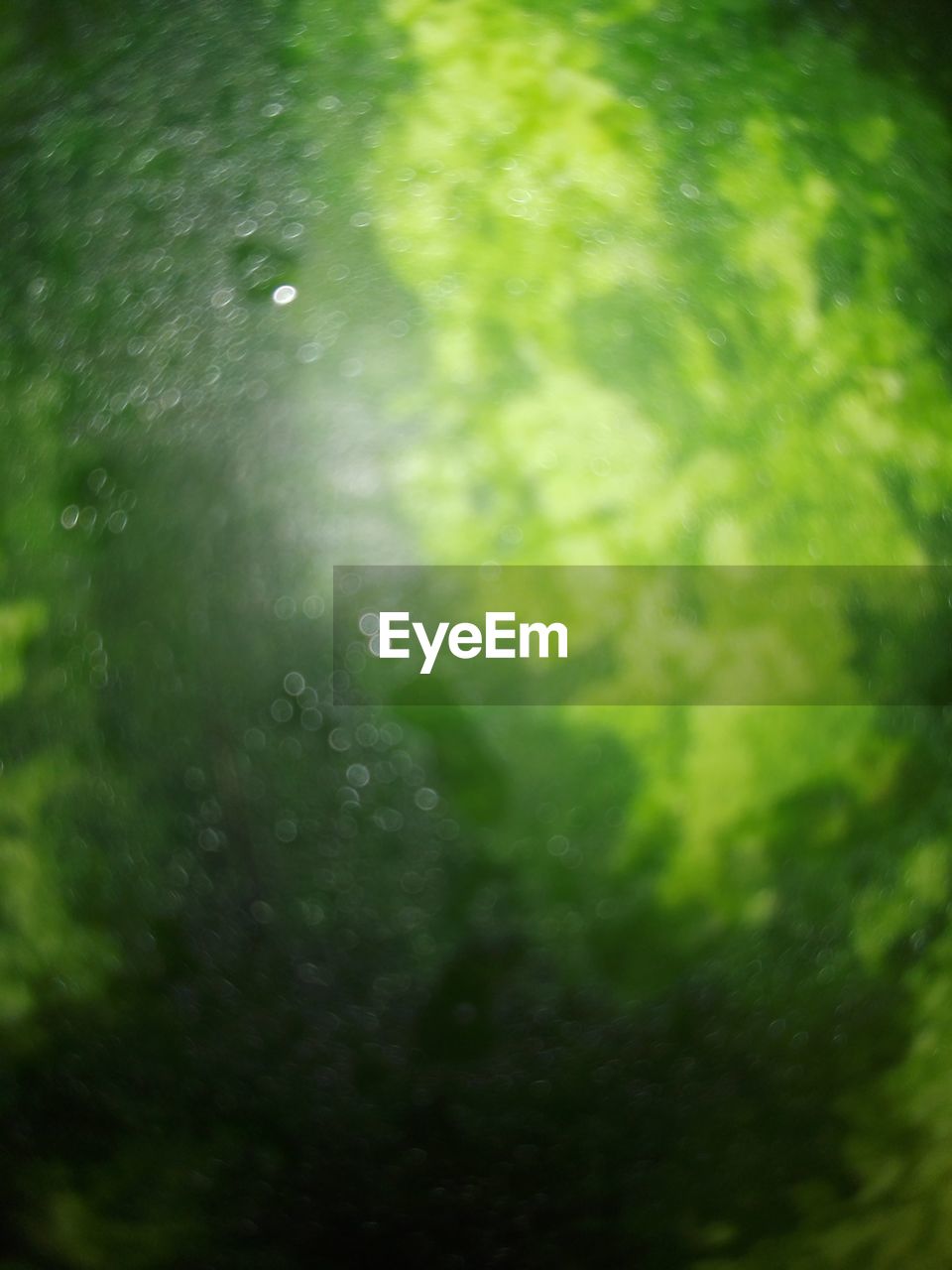 FULL FRAME SHOT OF RAINDROPS ON WET LEAF