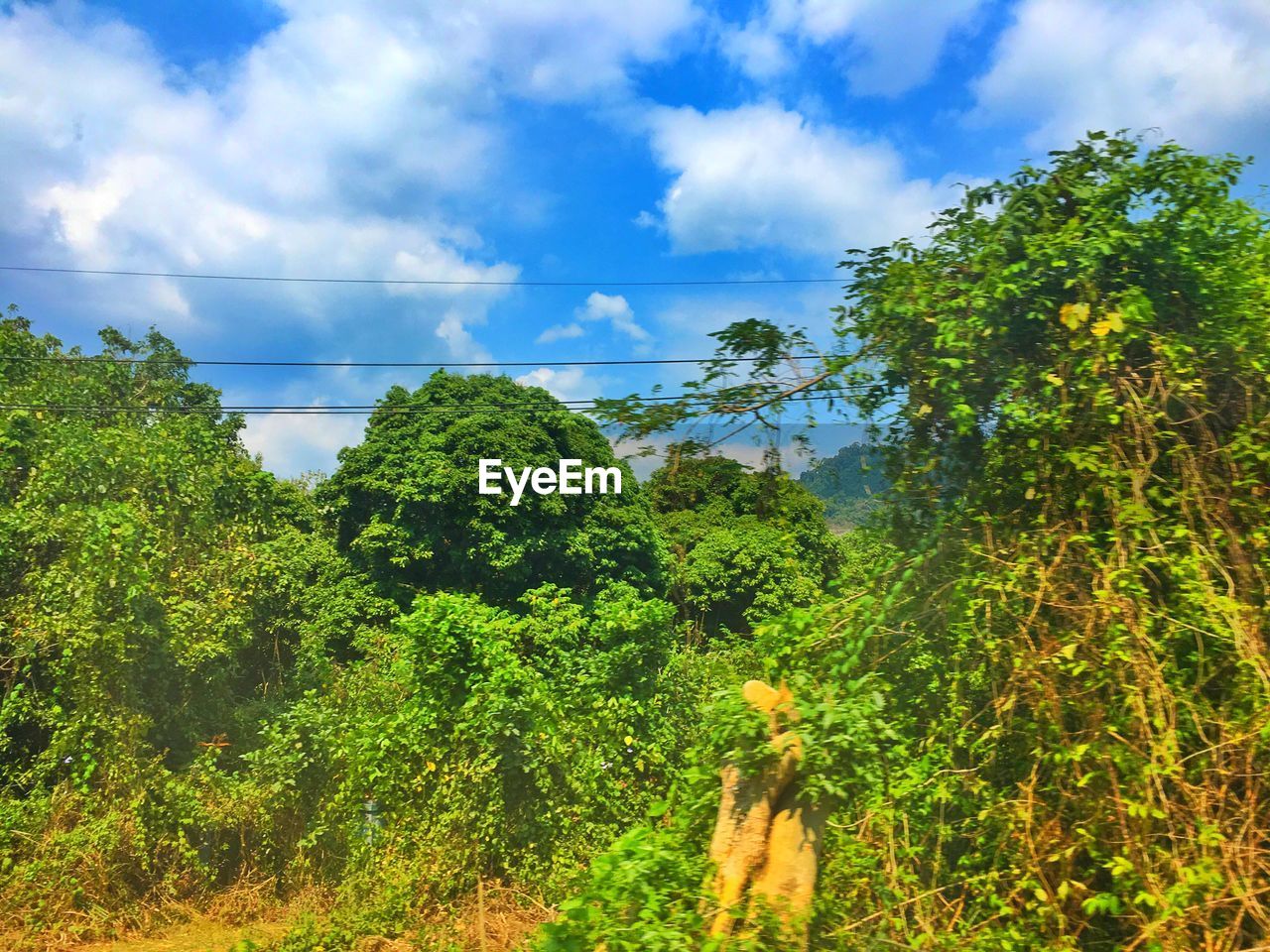 TREES AND PLANTS GROWING ON LAND