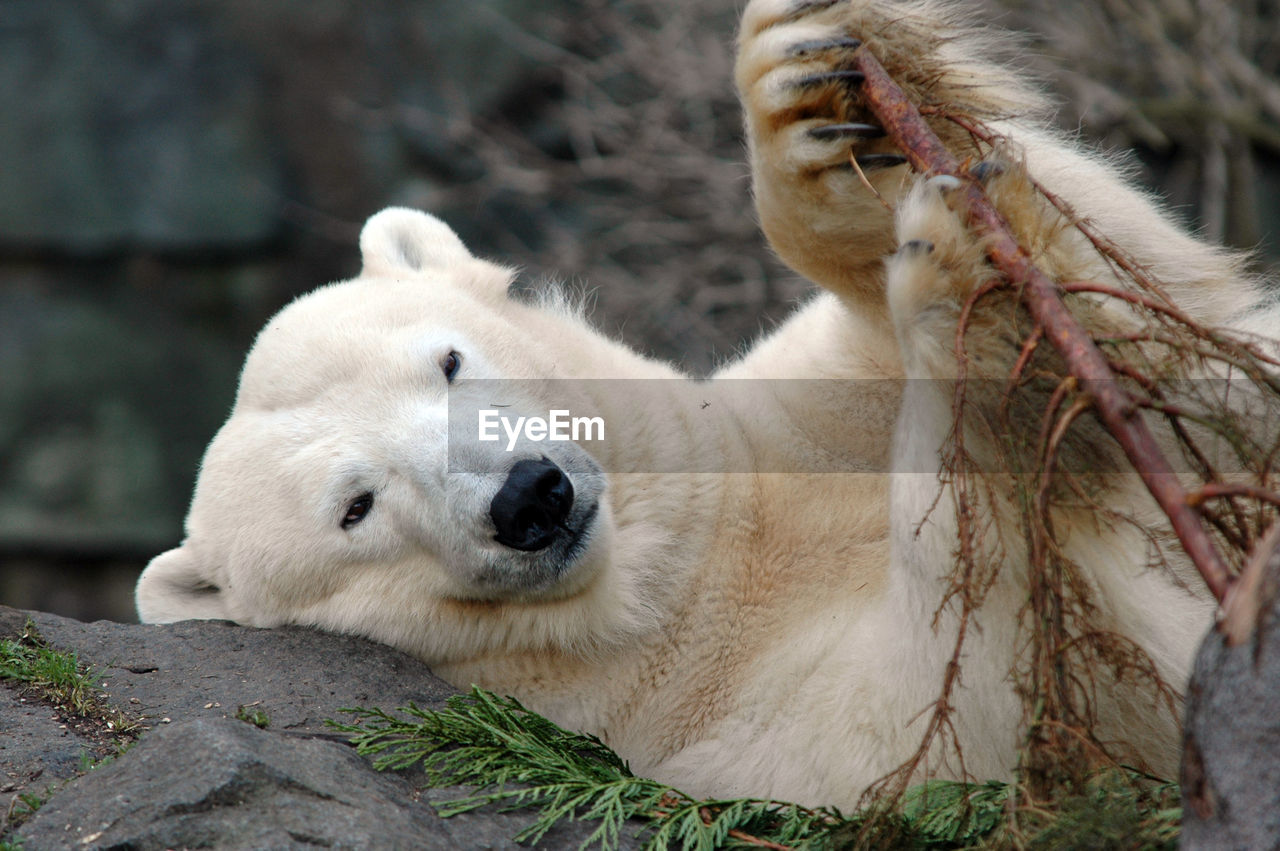 Close-up of polar bear lying on rock