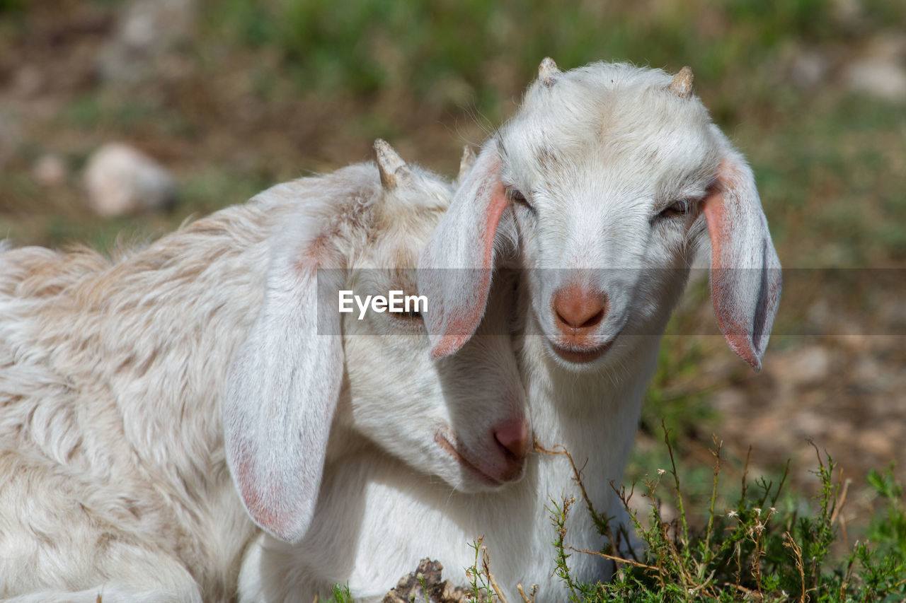 Close-up of goats resting on field