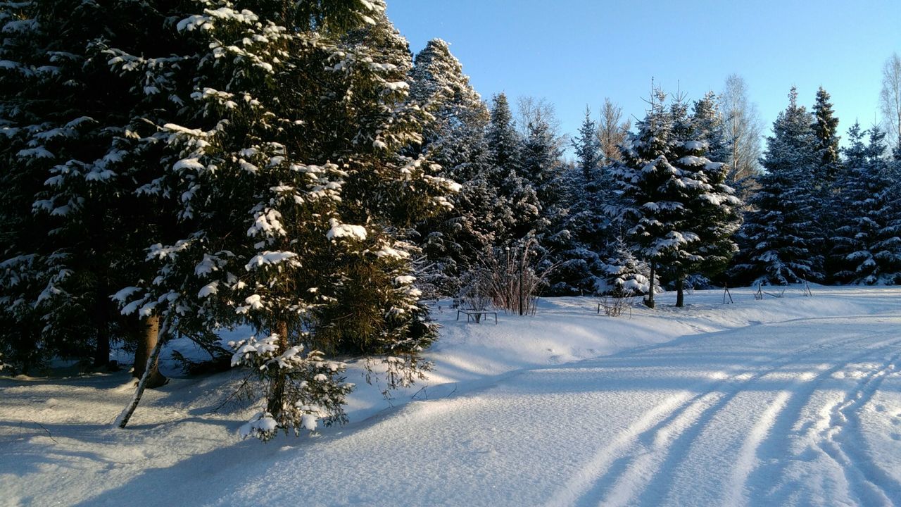 Trees on snow covered landscape