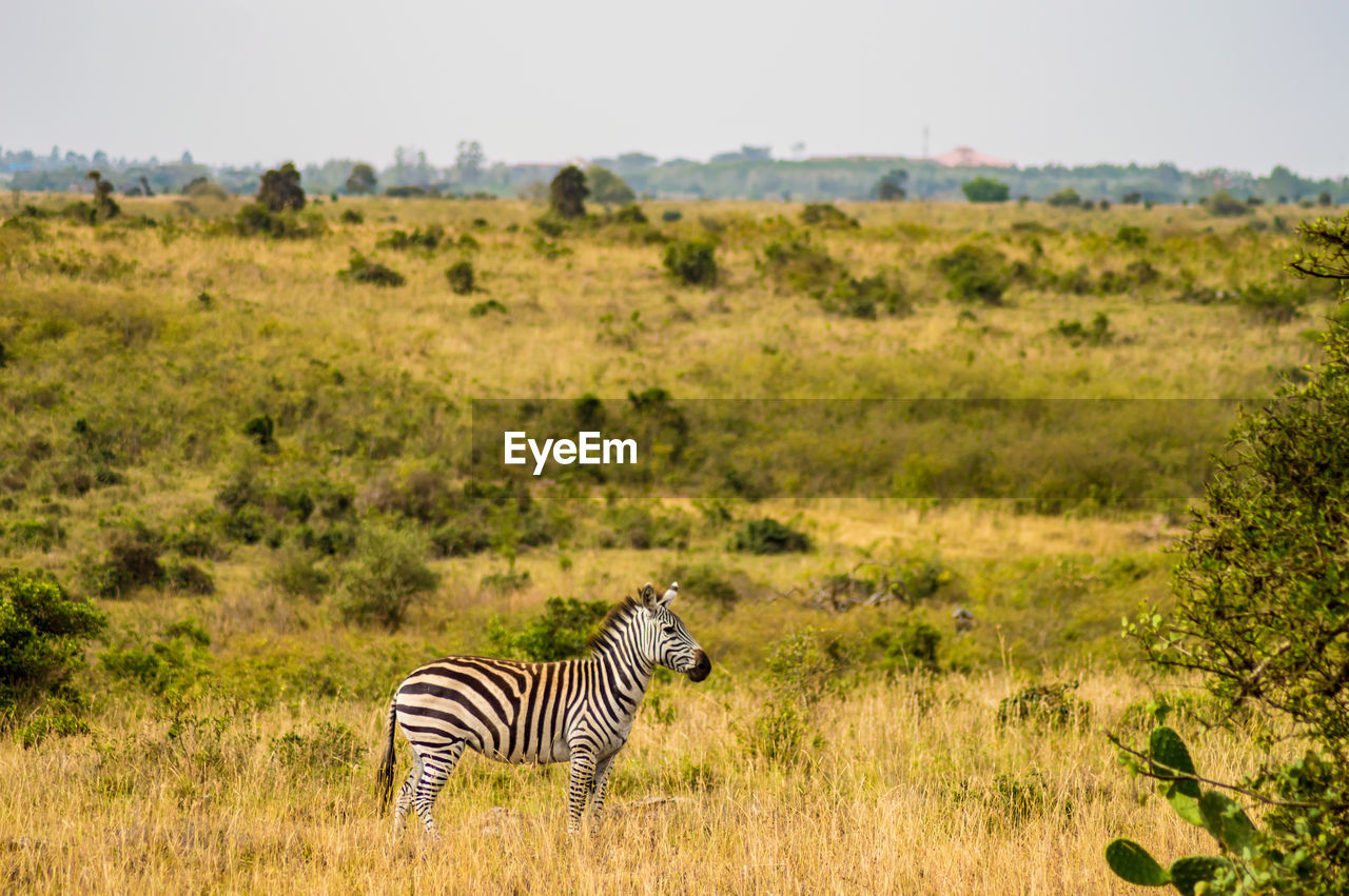 ZEBRA ON A FIELD