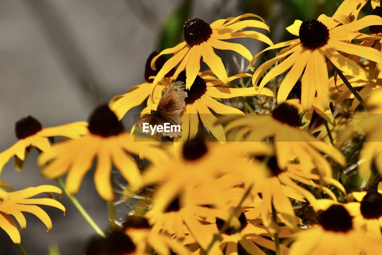 Close-up of yellow flowering plant