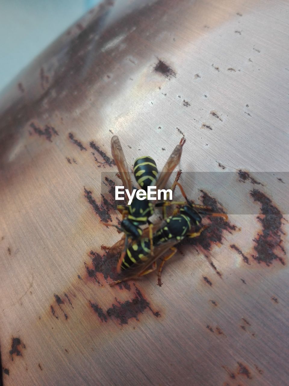 HIGH ANGLE VIEW OF INSECT ON LEAF