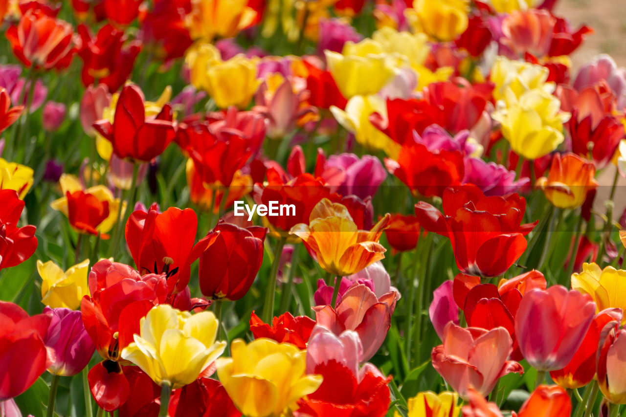 Full frame shot of multi colored tulips