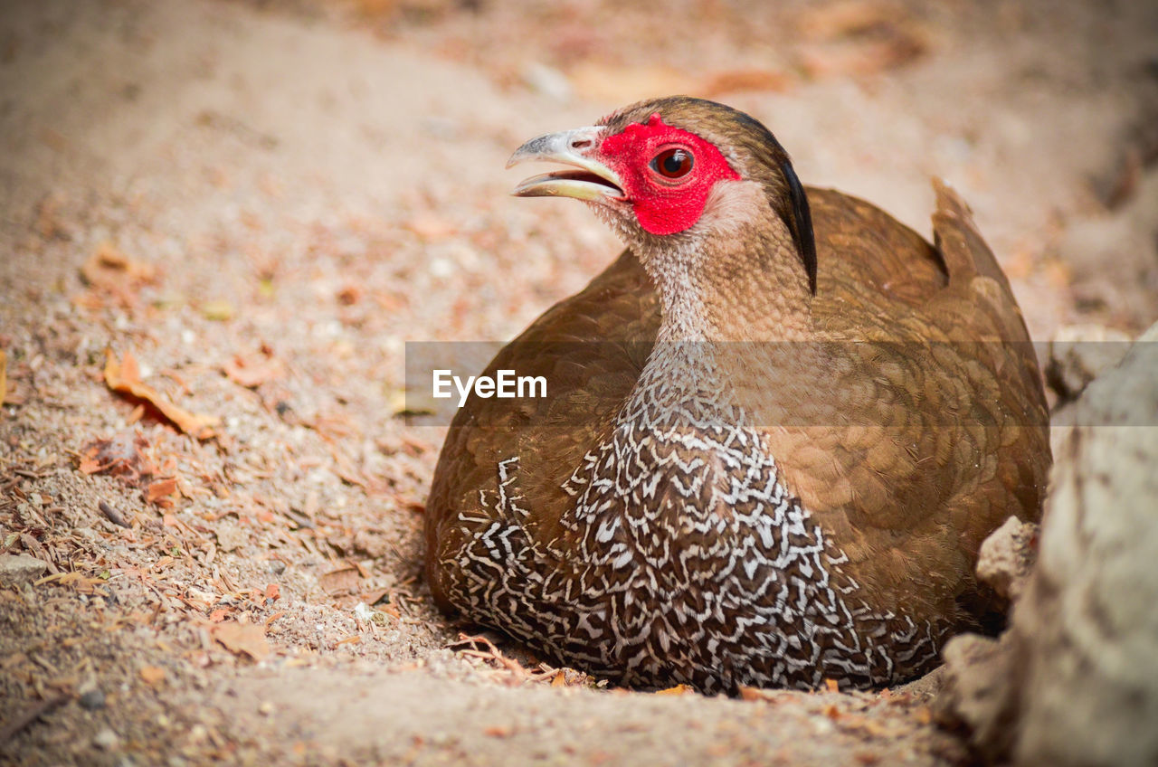 Close-up of a duck