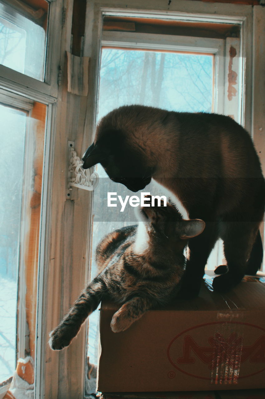 CLOSE-UP OF CAT SITTING IN WINDOW