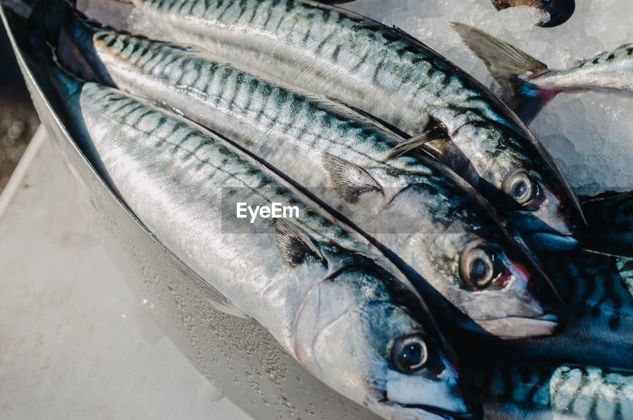 Close-up of mackerels for sale at market