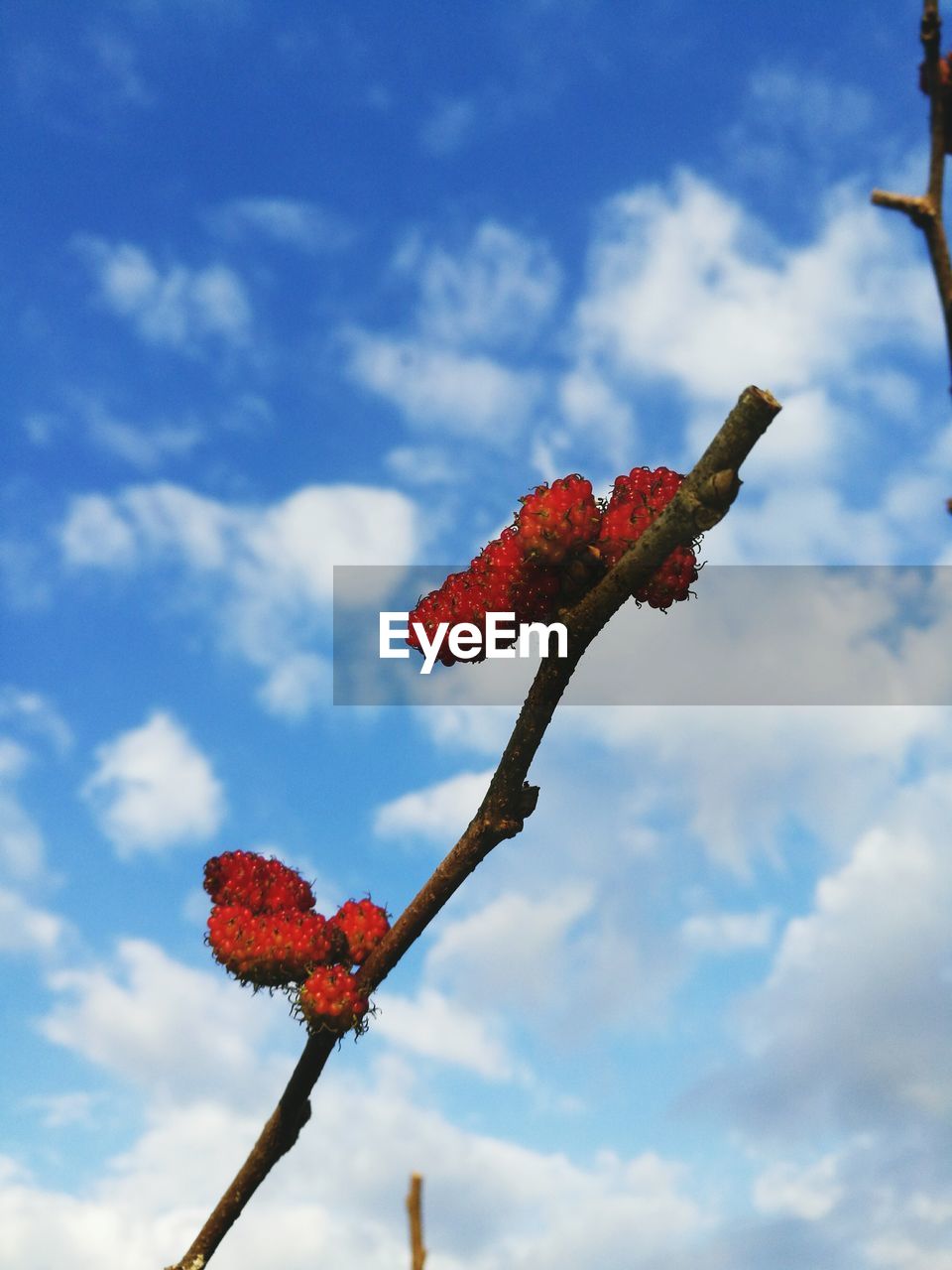 LOW ANGLE VIEW OF RED FLOWERS ON FLOWER AGAINST SKY