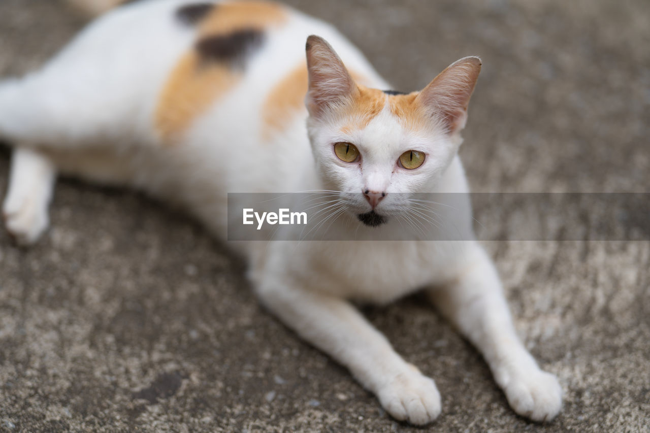 CLOSE-UP PORTRAIT OF WHITE CAT ON FLOOR