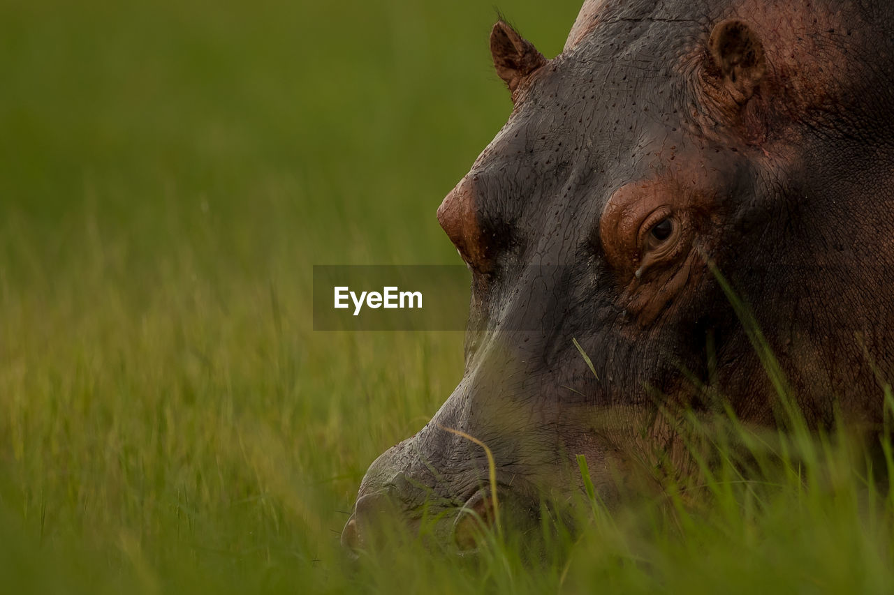 Close-up of hippopotamus