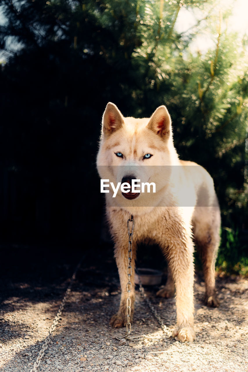 Portrait of dog standing on land