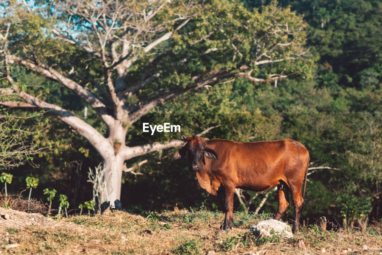 Cow standing in a field