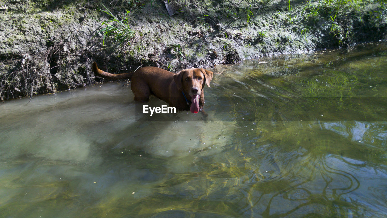 Portrait of brown dog sticking out tongue while standing in stream