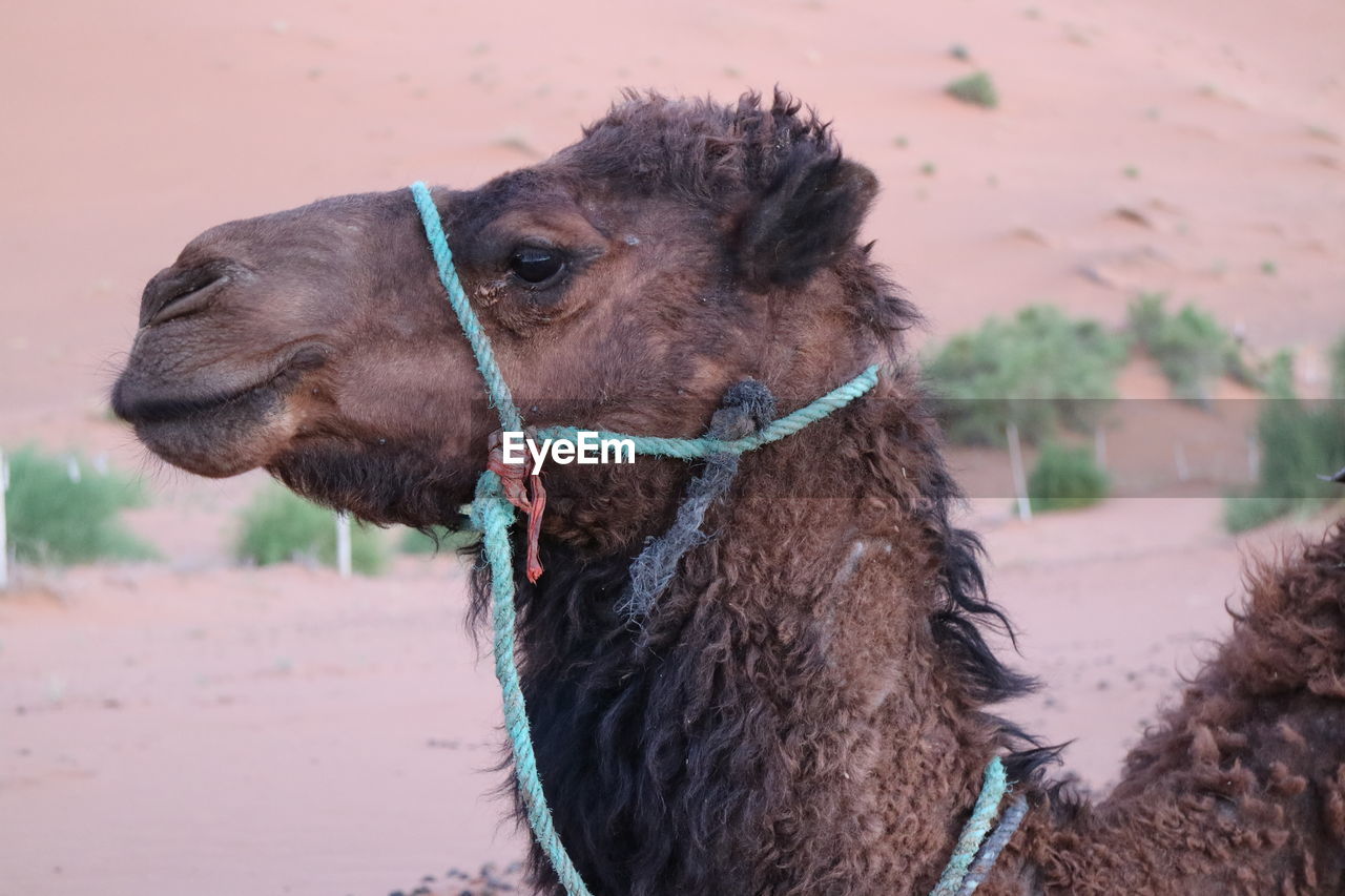 Side view close-up of camel