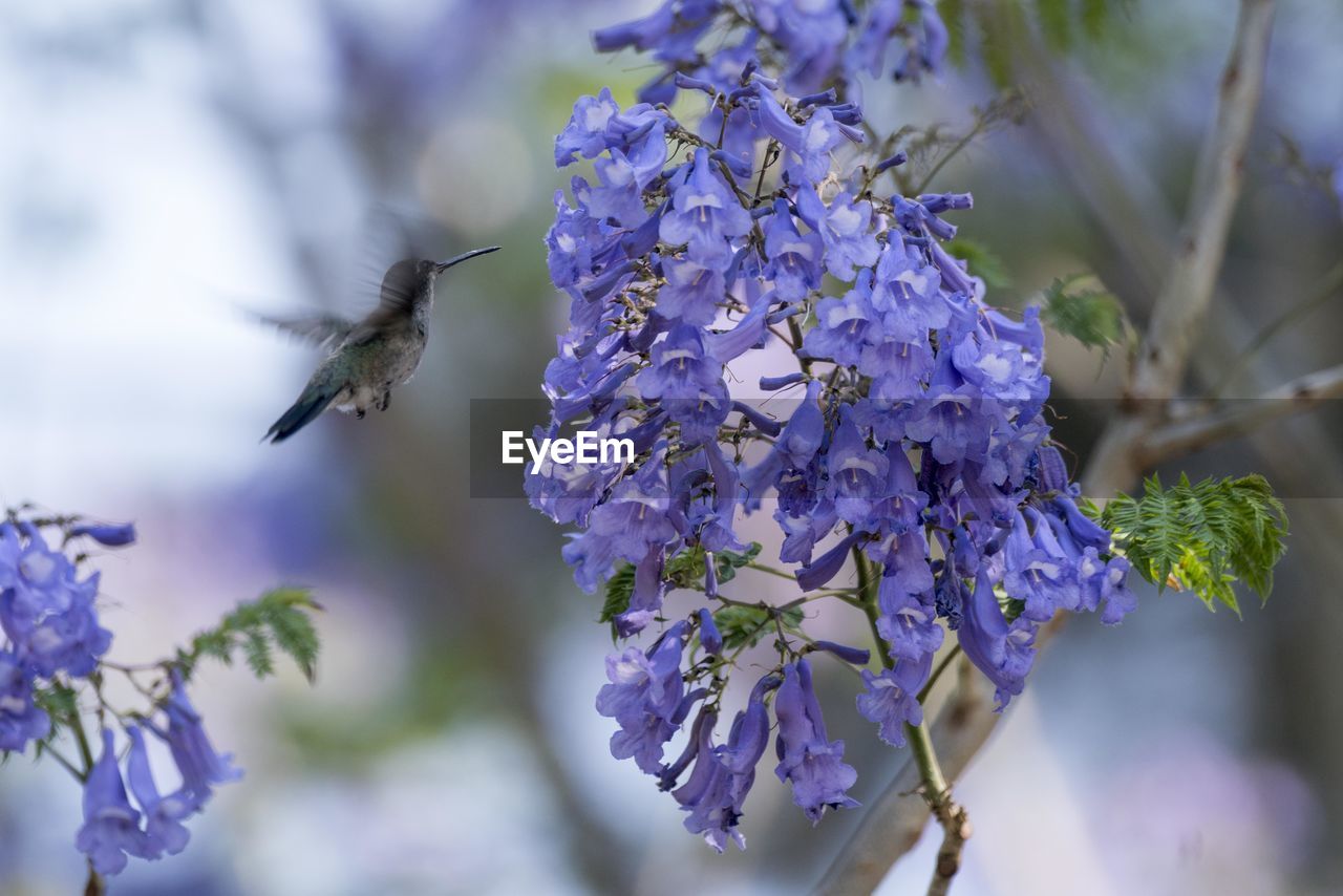 Close-up of hummingbird pollinating on purple flower