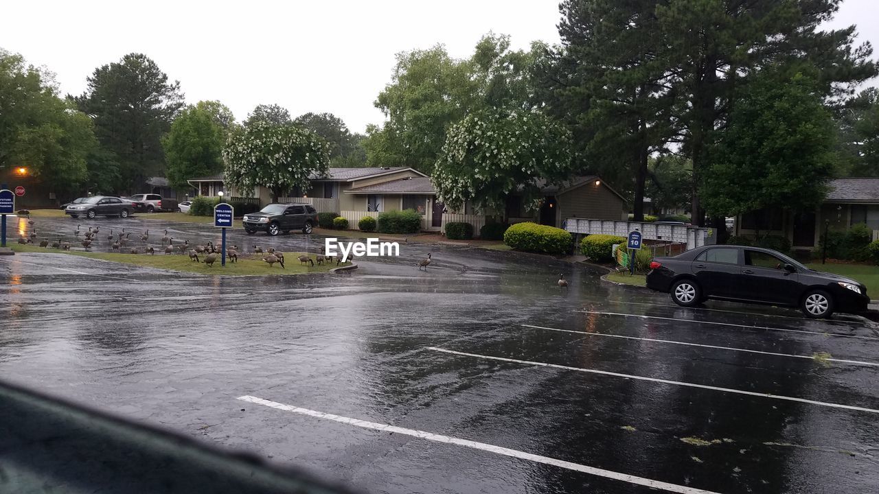 WET ROAD BY TREES IN RAINY SEASON