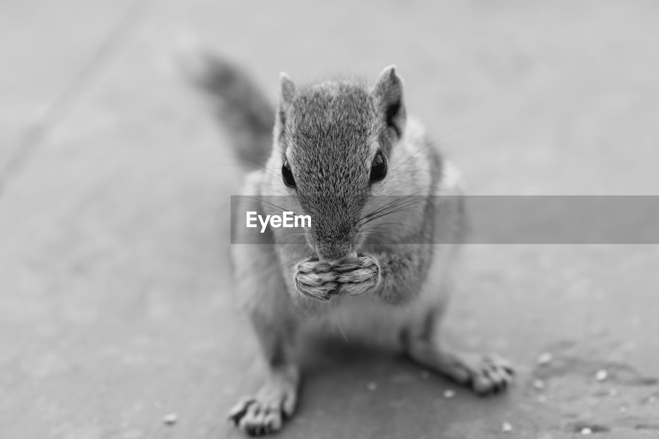 CLOSE-UP OF SQUIRREL ON TREE