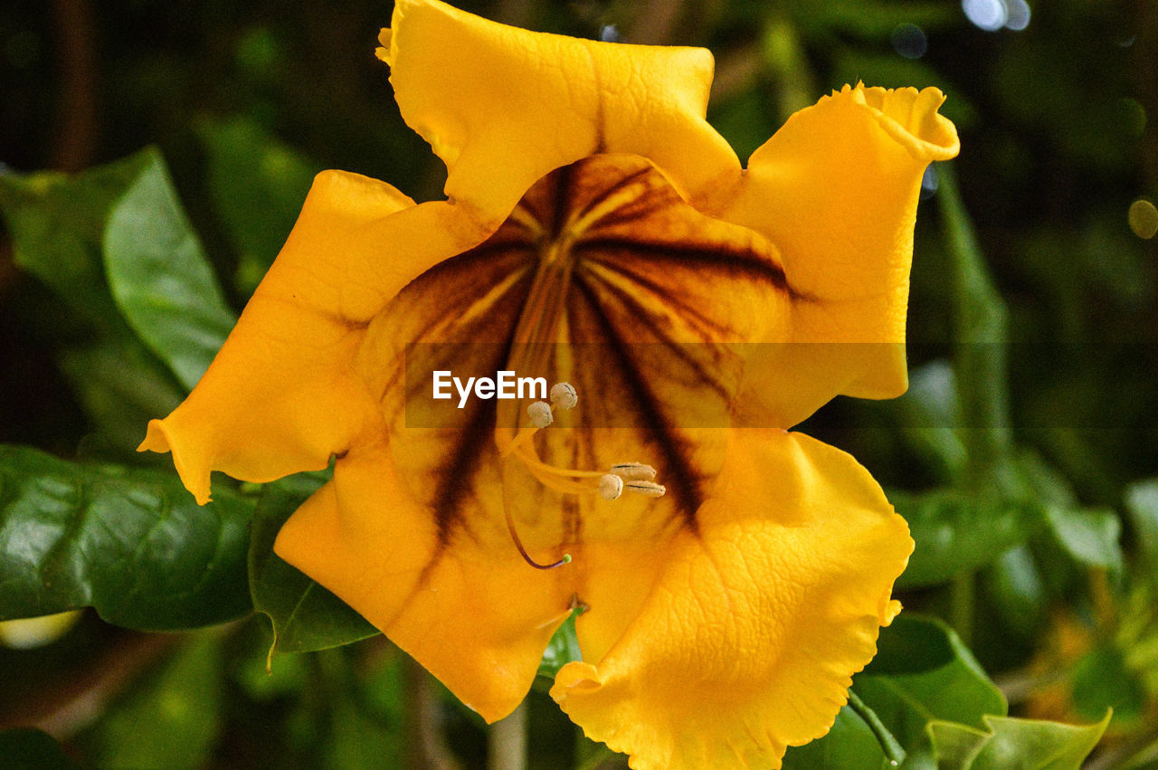 CLOSE-UP OF WILTED FLOWER