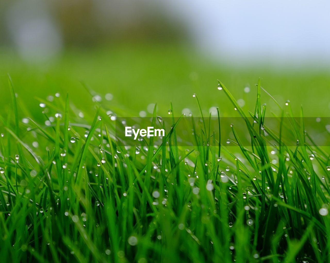 Close-up of wet grass on field